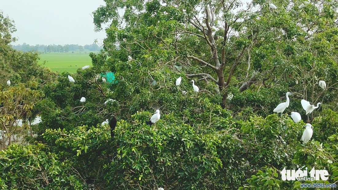 Hàng ngàn chim trời trú ngụ khu vườn ngay bên quốc lộ 91 ở An Giang - Ảnh 2.